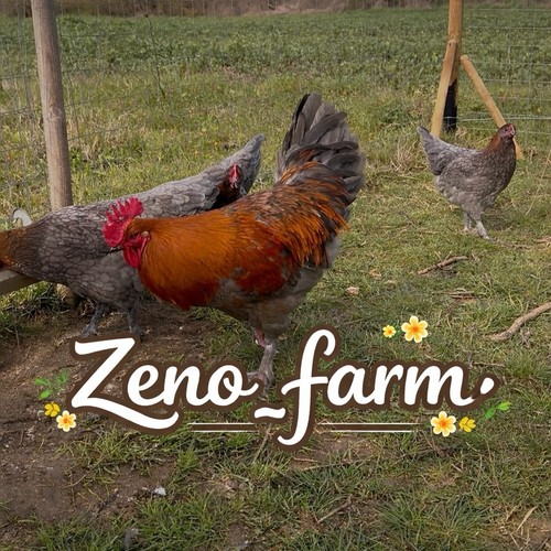 Uova feconde galline - uova,
