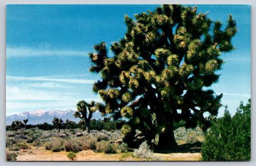 Postcard california joshua - postcard,