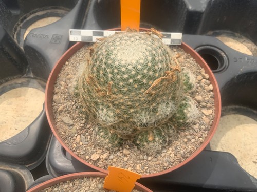 053 mammillaria lenta very - very, old