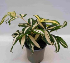 Dracaena surculosa MILKY WAY