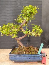 bonsai di ciliegio cinese h 36