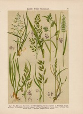 Erbe Knäuelgras Kammgras