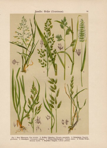 Erbe knäuelgras kammgras - erbe,