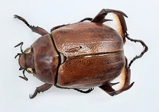 Rutelinae paraheterosternus - rutelinae,,