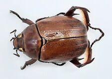 Rutelinae, Paraheterosternus ludeckei, maschio, A1-, 30 mm, XL, Messico, #SR54