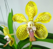 Vanda denisoniana x