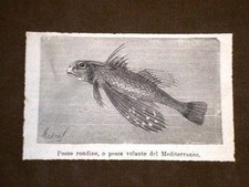 Pesce rondine o Pesce volante del Mediterraneo