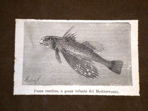 Pesce rondine - rondine,
