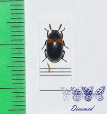 Coleoptera tenebrionidae - coleoptera,