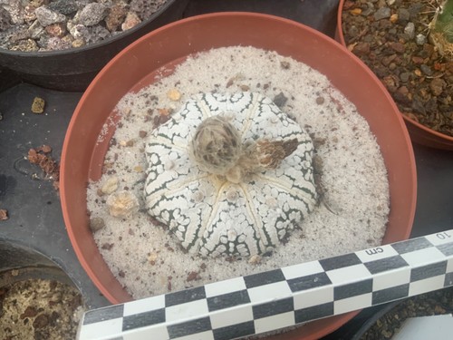 374 astrophytum asterias super - asterias,