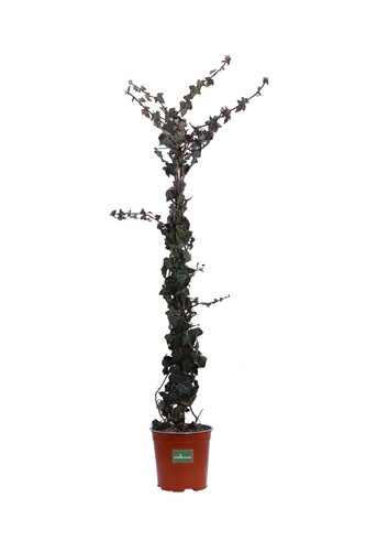 Pianta vera edera - pianta,