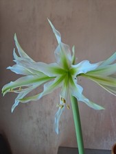 Hippeastrum Tarantula X White
