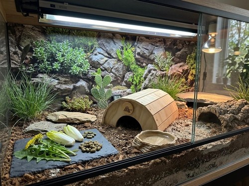 Terrario casetta tartarughe