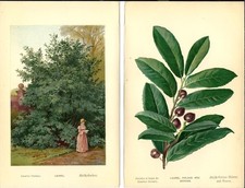 Stampa antica lauroceraso - antica,