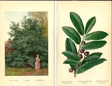 Stampa antica LAUROCERASO ALBERO bacche botanica Prunus 1890 Antique print