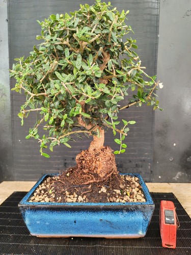 Bonsai olivastro h 43 - ,
