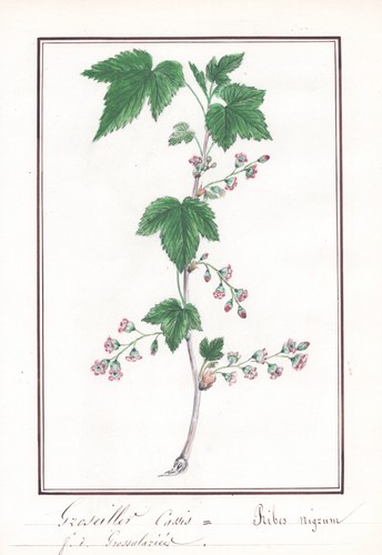 Johannisbeere blackcurrant - johannisbeere,