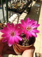 Sulcorebutia rauschii violaceidermis 