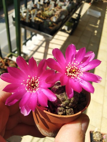 Sulcorebutia rauschii