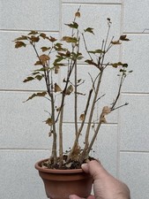 Piccolo Boschetto Acero Buergerianum - Bonsai Acero Tridente - Kaede