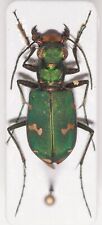 Carabidae: Cicindela sp. -
