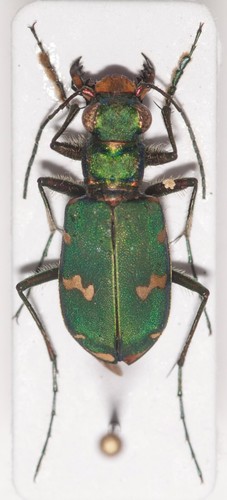 Carabidae cicindela - sp.,