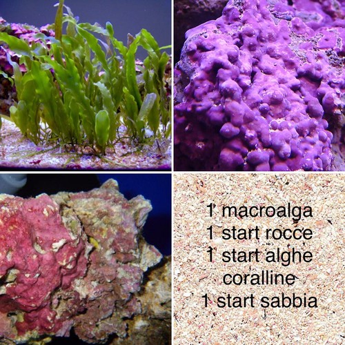 New kit starter avviamento - new!kit,