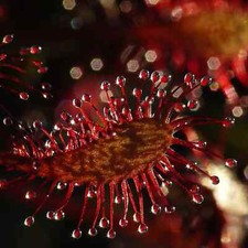 5 semi unici Red Drosera