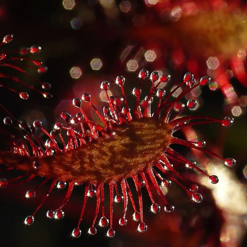 Semi unici red drosera - unici,