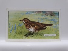 Gallaher Cigarette Card, British Birds, #24 Song Thrush (RD6)