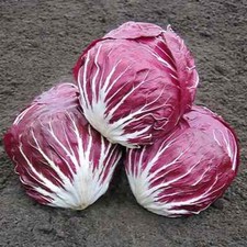 Radicchio Palla Rosa Merlot