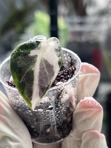 Alocasia balloon heart - alocasia,