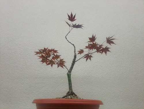 Bonsai acero palmato - acero,