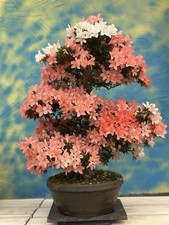Joe Bonsai di Azalea Satsuki