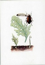 10141527 - Piantine da frutticoltura a gallo terrestre L'animale episcopale