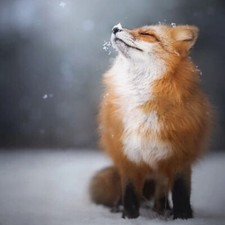 .Aggiungi busto --Aggiungi