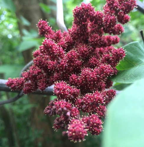 Uva selvatica cambogiana - ,