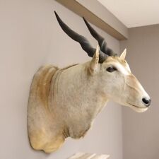 Eland (Tragelaphus Oryx)