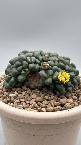 Aloinopsis schooneesii caudex - aloinopsis,
