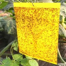 20 pezzi Trappola Adesiva a