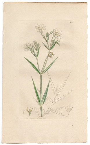 Antica botanica inglese 1798