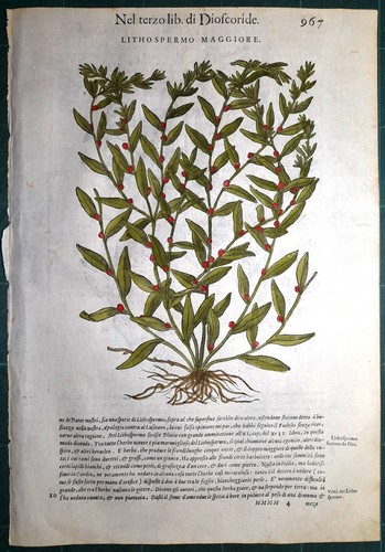Stampa antica mattioli - stampa,