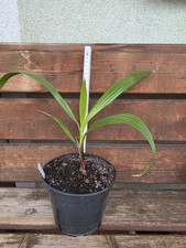 Pianta di Palma Sottoveste
