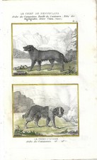 Stampa antica CANE TERRANOVA e