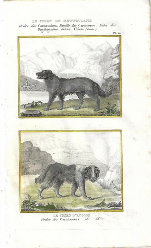 Stampa antica cane - stampa,