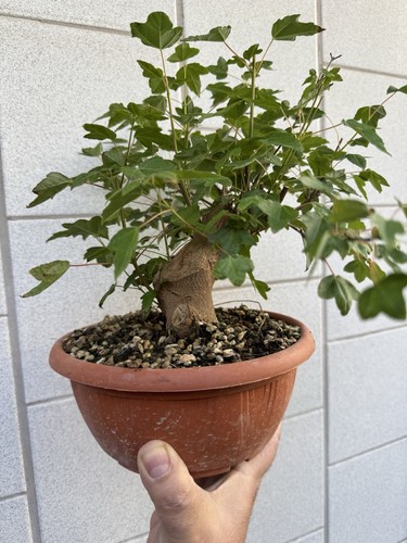 Acero buergerianum bonsai - acero,