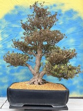 Bonsai di Joe MEGA " KOTO "