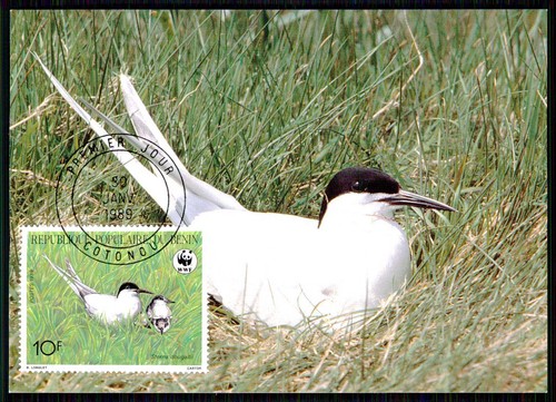 Benin wwf fauna uccelli - wwf,