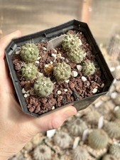 Copiapoa Cinerea Grown from