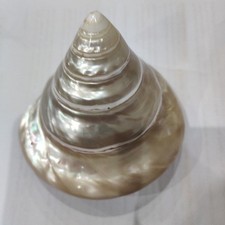 CONCHIGLIA IN MADREPERLA DIAMETRO 10 CM ALTEZZA 8 CM